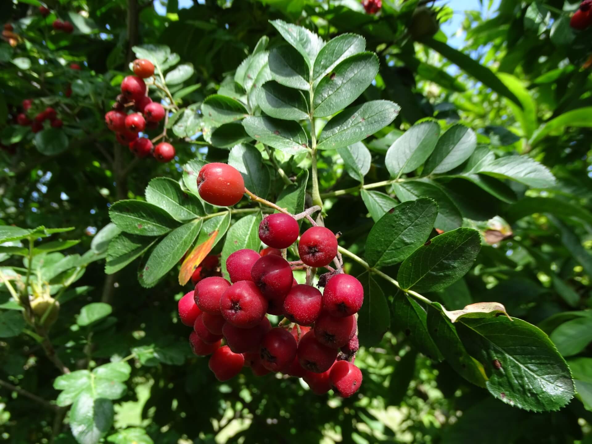 Lato w Śląskim Ogrodzie Botanicznym w Radzionkowie