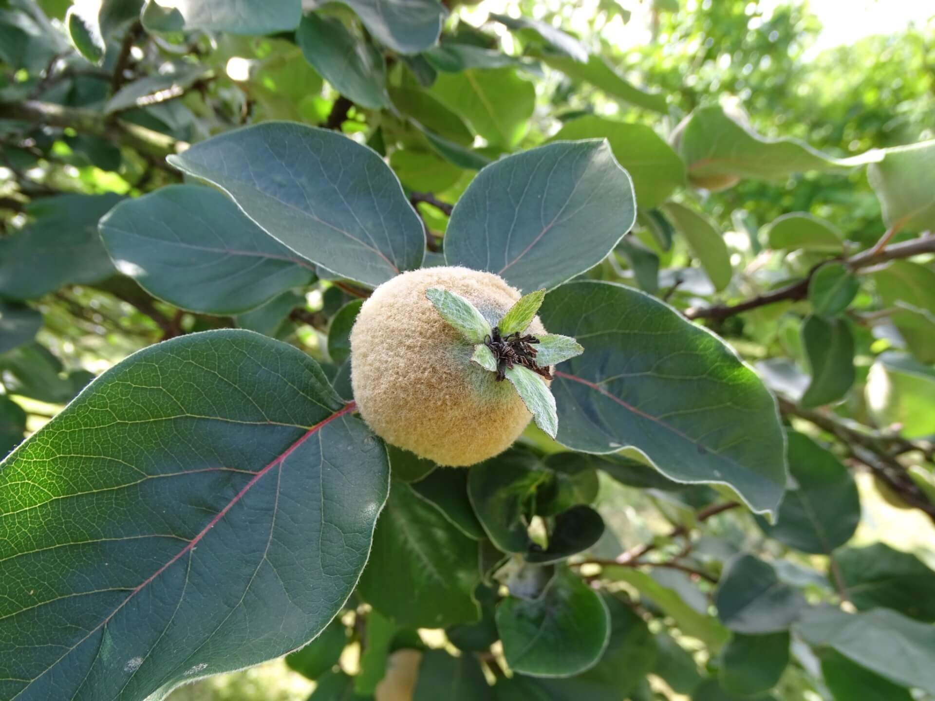 Lato w Śląskim Ogrodzie Botanicznym w Radzionkowie