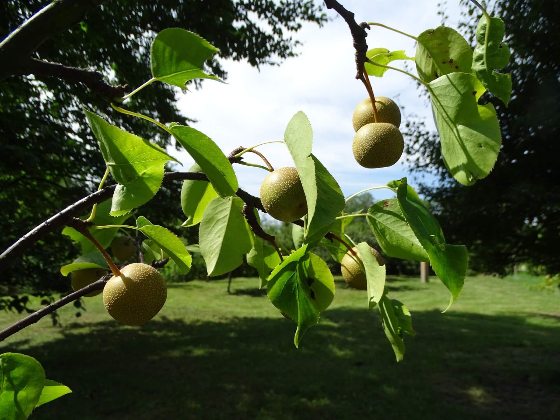 Lato w Śląskim Ogrodzie Botanicznym w Radzionkowie