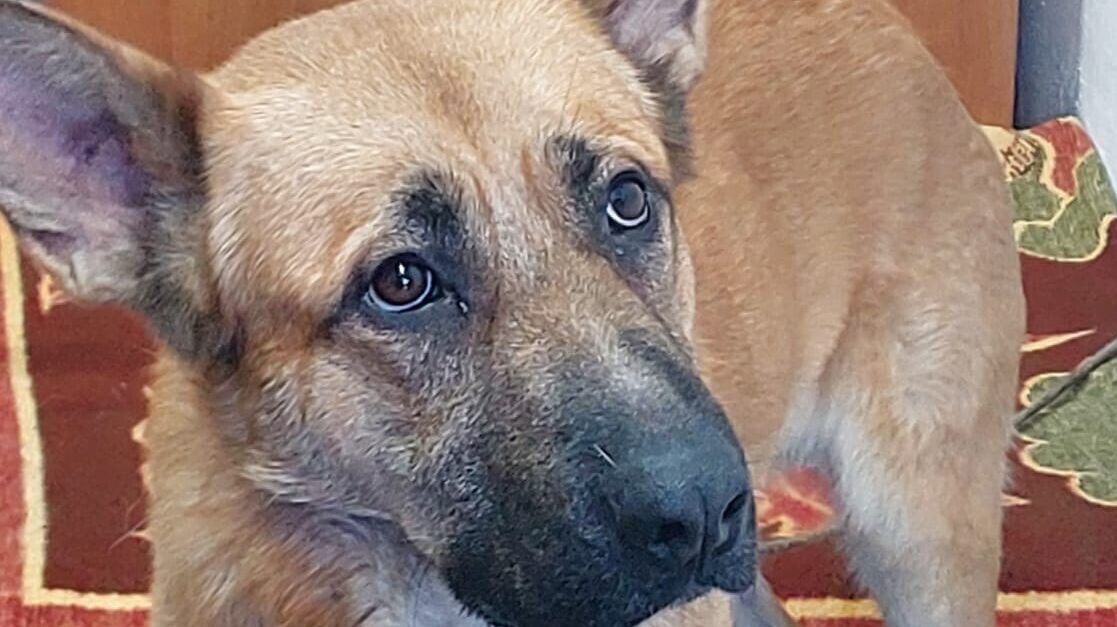 Porzucony w Świerklańcu pies znalazł nowy dom