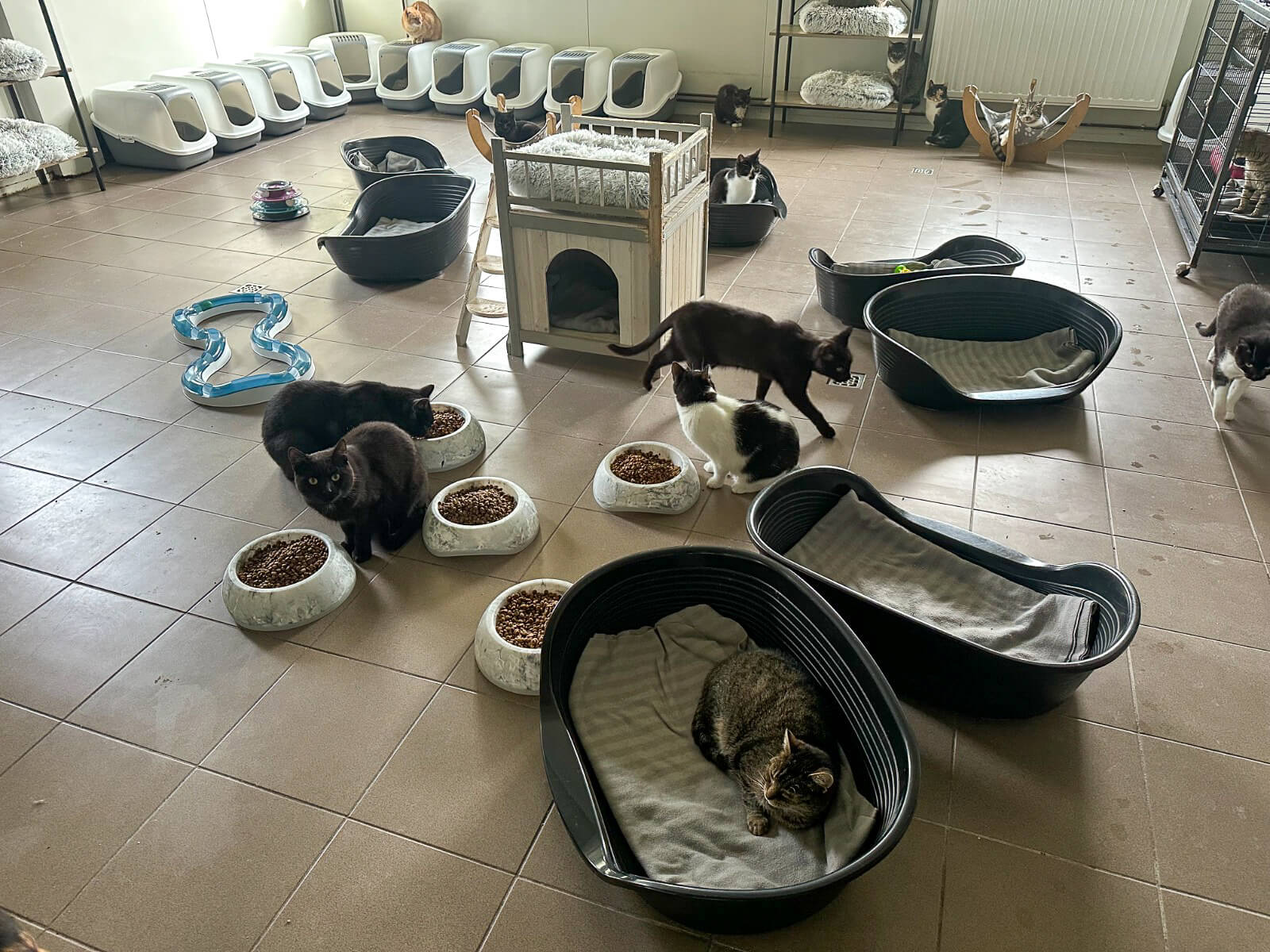 Azyl dla zwierząt "Cichy Kąt"