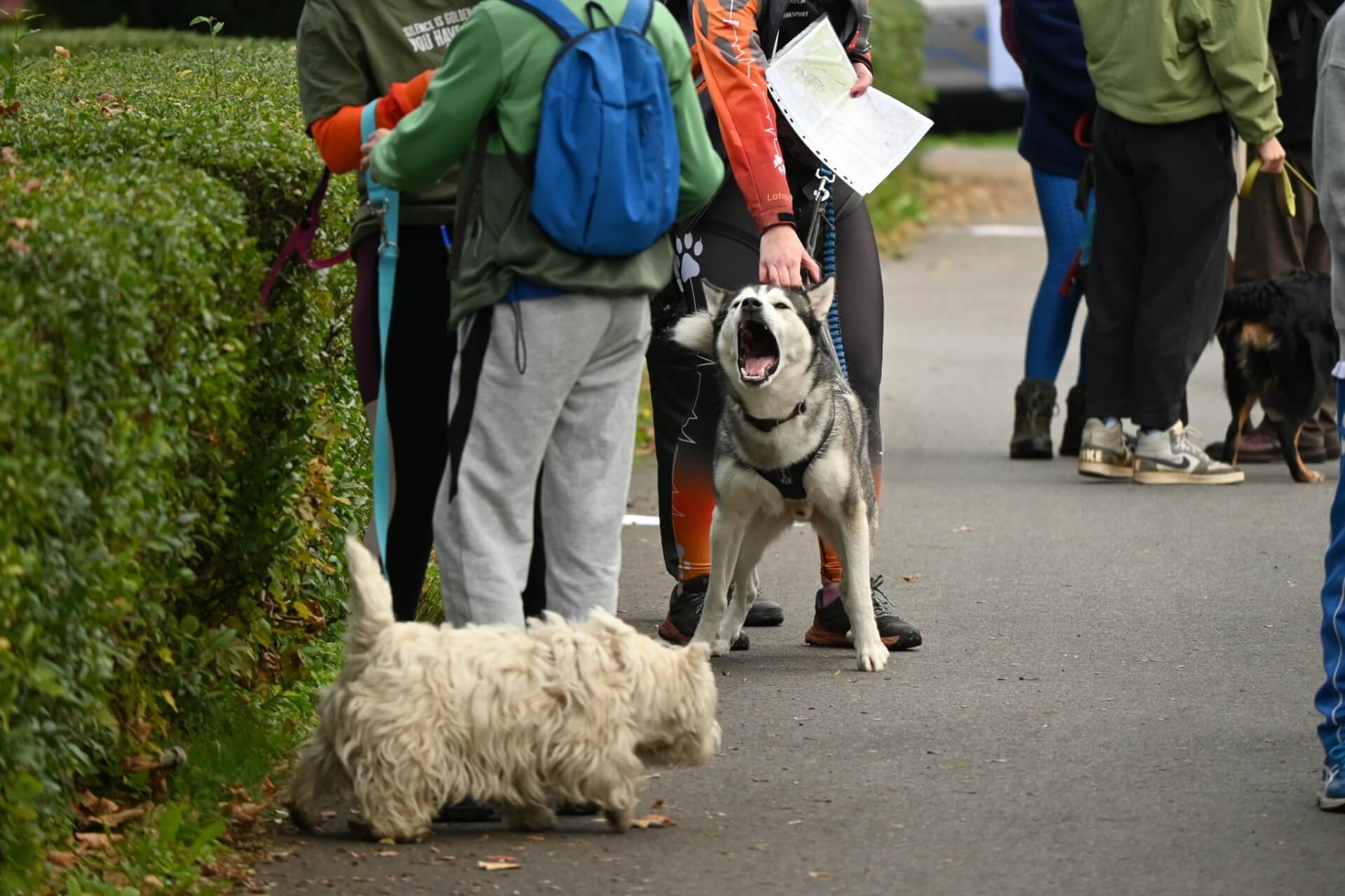 Tarnogórski Dogtrekking 2025