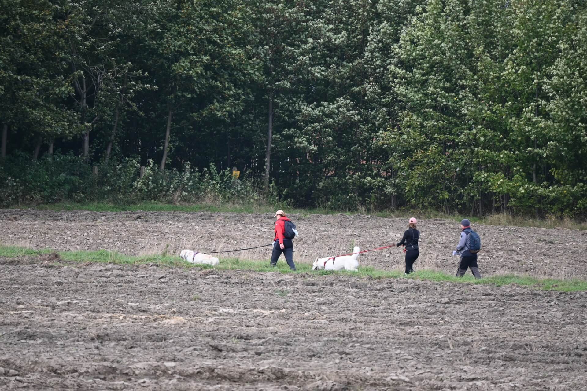 Tarnogórski Dogtrekking 2025