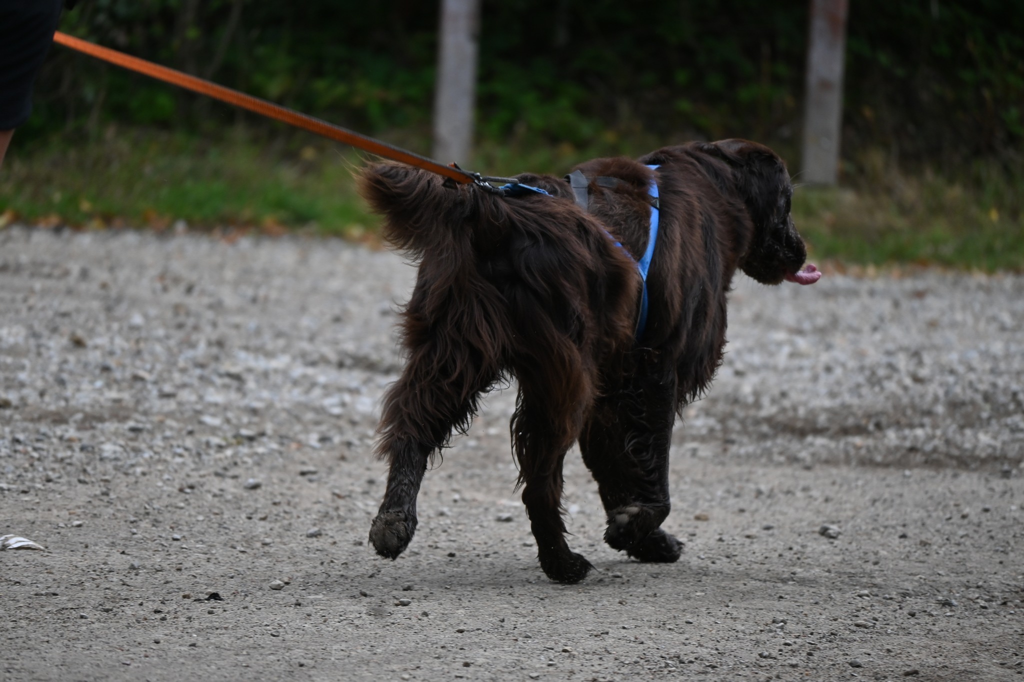 Tarnogórski Dogtrekking 2025