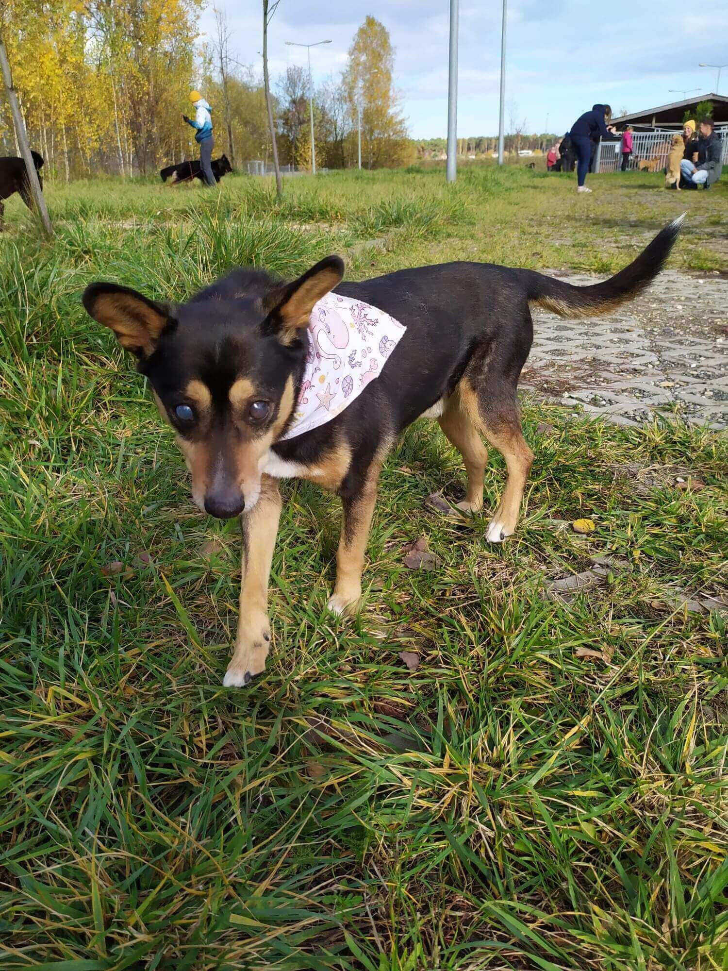 Dzień Kundelka w Tarnowskich Górach